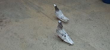 dekorativ göyərçinlər: Erkey maya yumurtaya qovur cutu 40 manata — 3