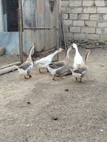 en gozel it adlari: 5eded qaz 250m — 1