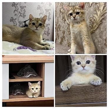 İtlər: Britan, Erkək, Cütləşmə üçün — 2