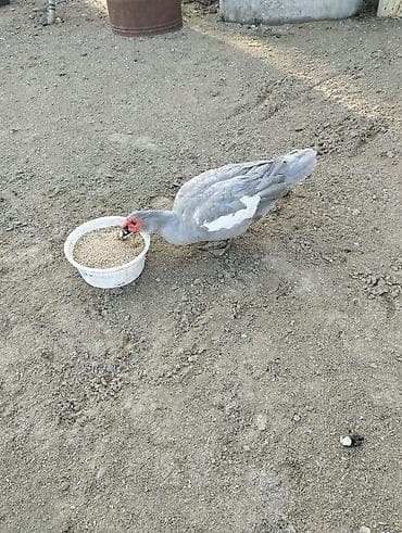 xaski erkek: Salam təmmiz qan 1 cüt lavanda ördəyi satılır cut halında 100 AZN — 2