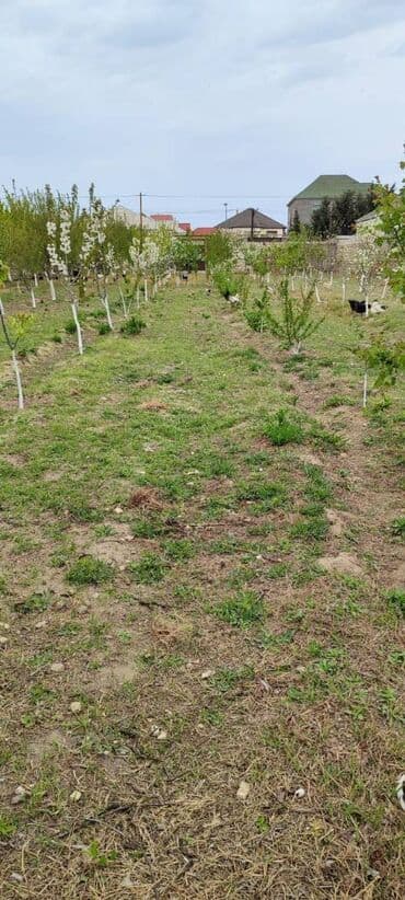 türkanda torpaq: 15 sot, Tikinti, Makler, Bələdiyyə, Kupça (Çıxarış) — 6