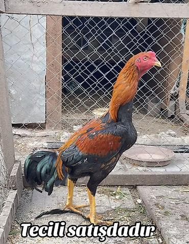 Dovşanlar: Tecili satılır – uzunboyun, heyratı xoruzu . Xüsusiyyətlər: - Cins — 1