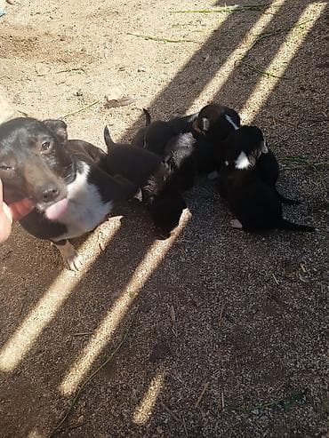 xacmaz heyvan bazari: Zvanok it balaları — 9