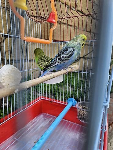 pisik ucun: Zəng yox, yalnız whatsapp!!! Alman cinsi - dişi, Çex cinsi - erkək — 6