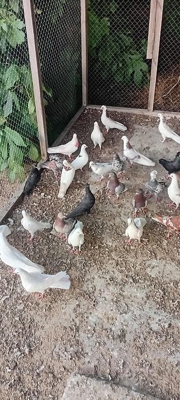 Göyərçinlər: Tutulma quşdar satilri 30 yaxsın quşdu saǧlam quşdardi hamsi 400 — 2