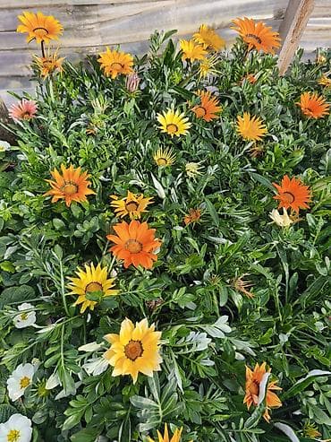 hemise bahar gulu: Rəngarəng mövsümi bəzək gülləri – istixanadan birbaşa Məhsul: - — 9