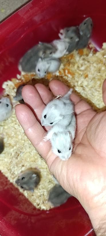 hamster q: Yeni qəfəs😍 2xomyak ağ və boz🥰 qəfəsin içində Fırlanan çarxı🤩 Su — 10