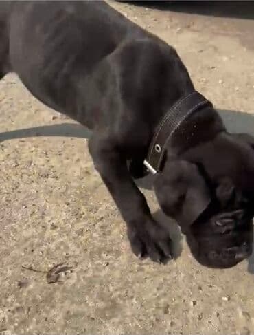 it şəkli: Kane-Korso, 2 ay, Erkek, Ünvandan götürmə — 2