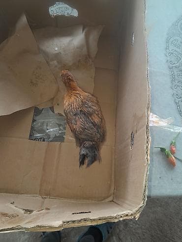 K/t heyvanları üçün mallar: Toyuq cücələri, Damazlıq — 2