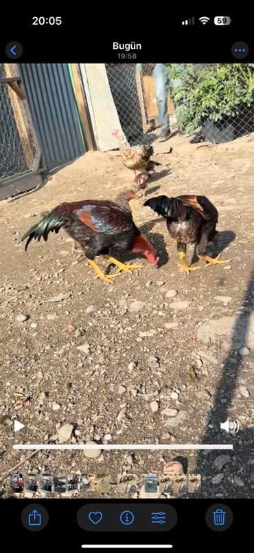 yaponka xoruzlar: Məhsul: Uzunboyun, möhkəm ayaqlı, sərt bədən quruluşlu döyüş tipli — 13