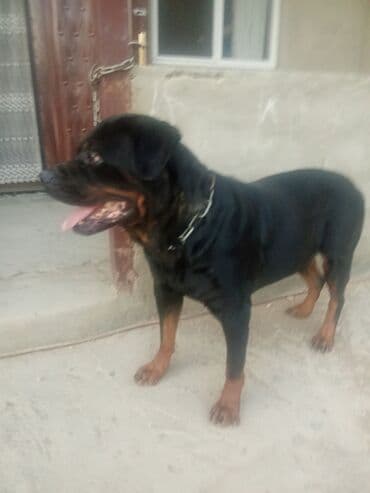 Qazanlar: Rotveyler, 2 il, Dişi — 3