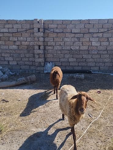 eşşək sudu satışı: Əvvəla salam ana bala qoyun satılır bala erkəydi Qala cinsdi anada — 4