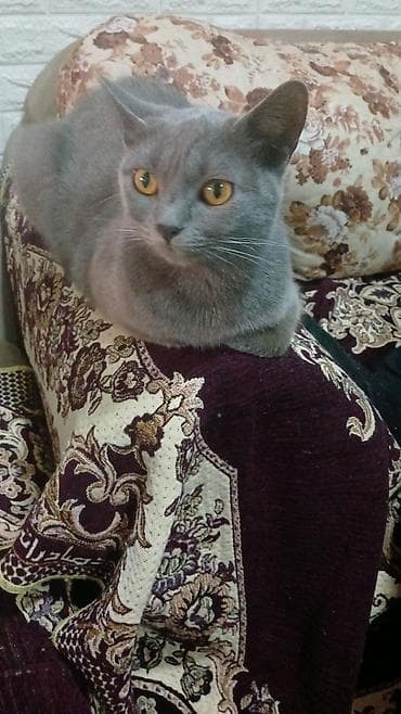 balaca pisikler: Britan, Dişi, Yaxşı əllərə, Pulsuz çatdırılma — 2