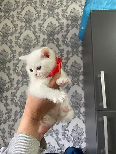 sfinks pişik: Britan — 8