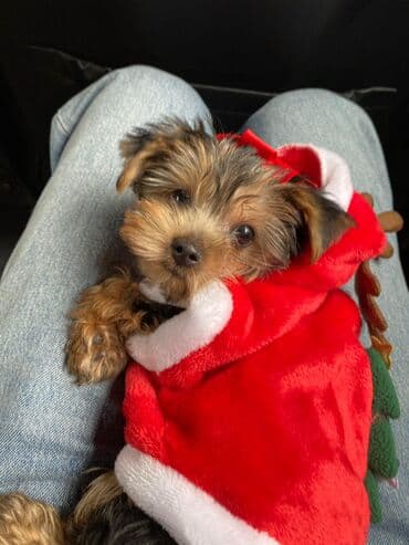 xaski itler: Yorkşir teryer, 2 ay, Dişi, Ödənişli çatdırılma — 2