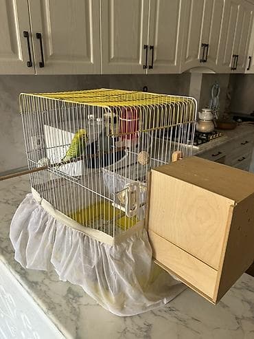 Təmiz qan Çex tutuquşuları satılır 🦜 Quşlar çox sağlam, aktiv və
