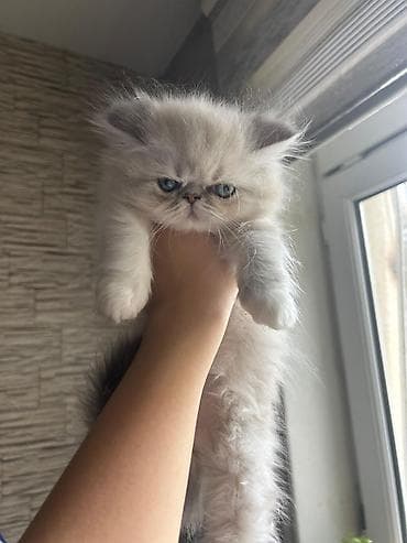 fars pişiyi: Fars — 5