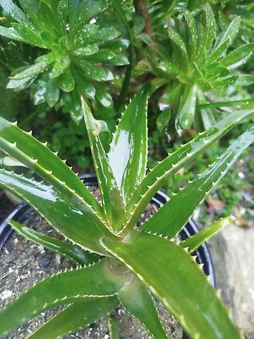 Aloe (sukkulent) – dekorativ və faydalı ev/bağ bitkisi - Parlaq