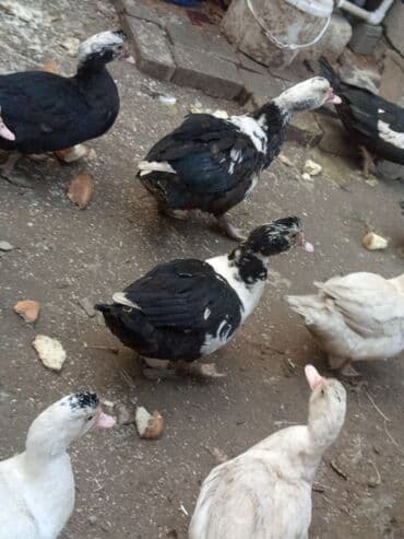 Qazlar: Misk ördəkləri (ındoutka) – qarışıq rənglərdə sürü - Şəkillərdə olan — 7