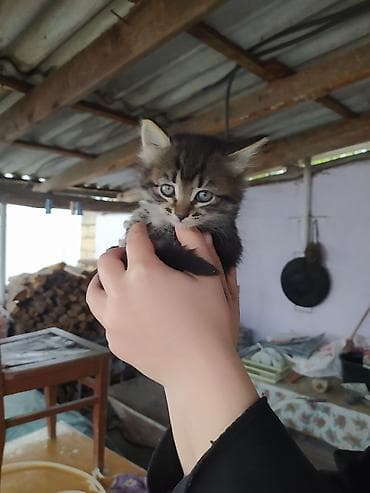 itlerin satisi ve qiymetleri: Yaxşı əllərə — 4