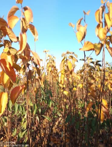 kağız doğrayan aparat: Meyvə tingləri satışdadır və sağlam zəmanətli sifariş verə bilərsiz — 10