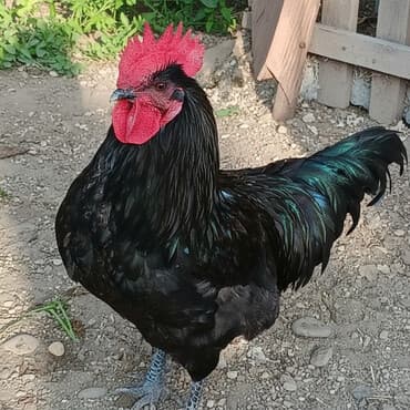 Saf qan xətləri olan qara xalli xoruzlar - Rəng: dərin qara, günəşdə