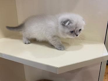 lalafo pisik: Şotland — 6