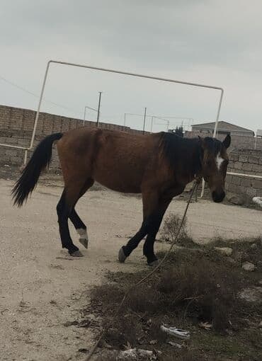 Inəklər, öküzlər: At satılır 500Manat erkek at çaparaqdi — 1