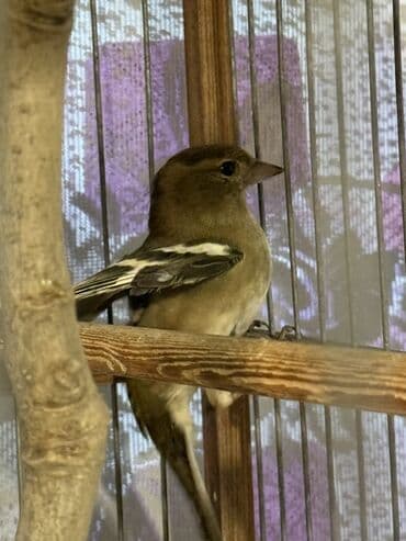 Gəmiricilər: Məhsul: Qafesdə cüt xonçayarpaq/quş (fringillid tipli ötmə quşları) — 5