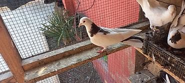 goyercin berde: Mayadi 15 manata — 2