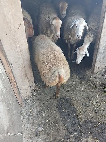 it yemi satilir: Qoyun – quyruqlu, yerli cins - Təyinat: ət və damazlıq üçün münasib - — 2