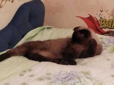 pişik eşyalari: Şotland yastı qulaq — 4