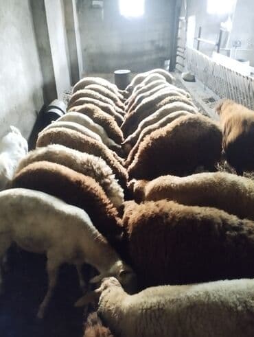 xacmazda satilan inekler: Qoyun sürüsü satılır. - Növlər: müxtəlif rəngli yerli ətlik qoyunlar — 3