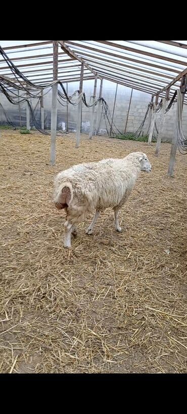 bala qazlar: Dişi, Qala, il: 1, 50 kq, Damazlıq, Ünvandan götürmə — 3