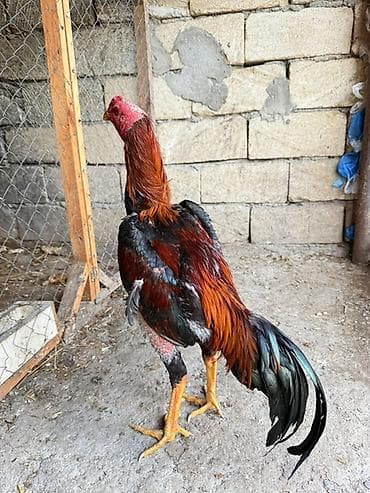 ağdam xoruz: Məhsul: Uzunboynuzlu, iri gövdəli xoruz (ehtimalən Asil/Hint qanlı — 5