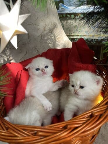 Britan, Erkək, Dişi