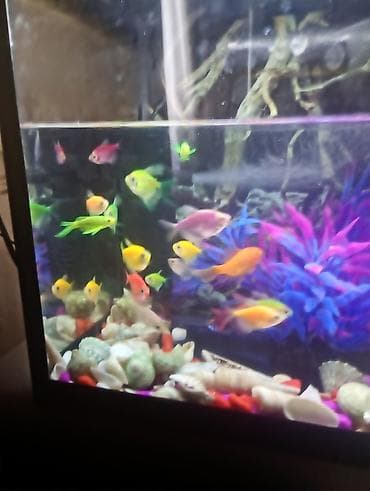 sultan quşu: Glofish, Sülhsevər — 3