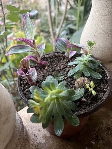 aloe vera satışı: Her nov guler var endirimnen verecem Gencedi istiyen yazsin satiş — 61