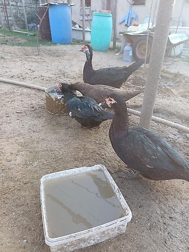 heyvanlar at: Erkək, | Lal ördək, Damazlıq, Ünvandan götürmə — 3