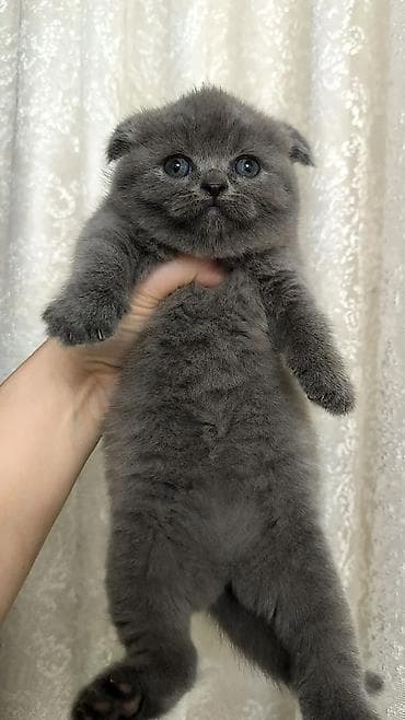 cins qaz: Şotland yastı qulaq, Dişi — 3