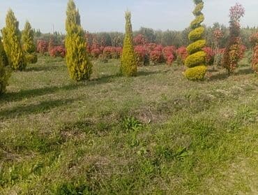 пластмассовый бак для воды купить: Her növ ağaclar ve dekarativ ağaclar çox ucuz ve qarantili gubresiz — 29