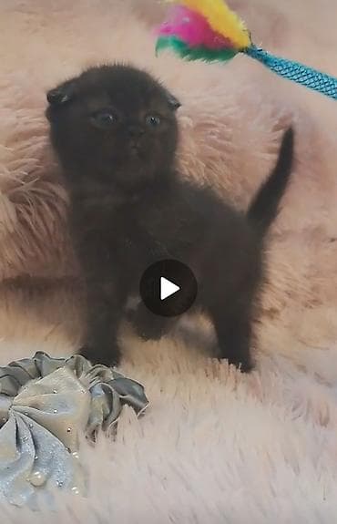 pişik cins: Şotland, Erkək, Dişi — 7