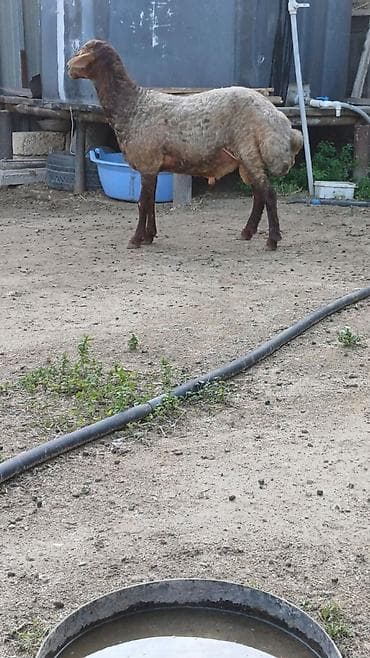qaz balasi satisi: Tam sağlam qurbanlığ və ya damazlığ qoclardı bir il 8aylığ,diri çəki — 3