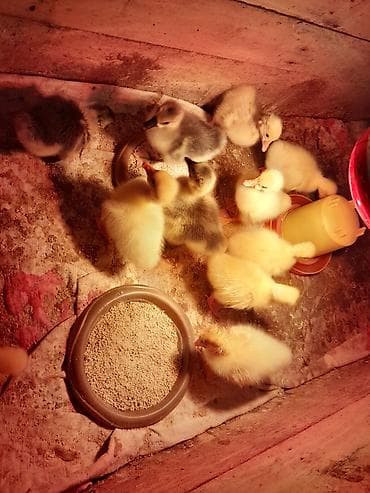 balaca it: Salam 6 günlük təmiz cins linda kuban qaz balaları satılır bütün — 2