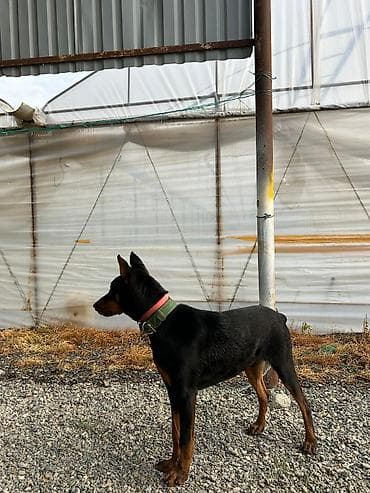 Doberman, Erkek, Peyvəndli, Ünvandan götürmə