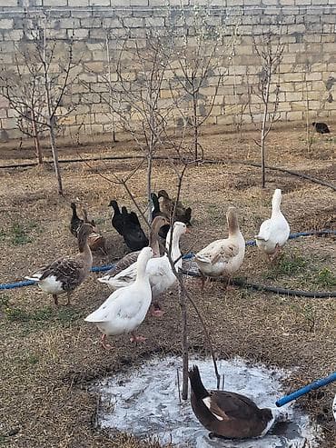 pisik ucun bit dermani: Qaz sürüsü satılır - Növ: Ağ və boz yerli qazlar (qarışıq rənglər) - — 2
