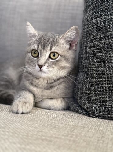 pişik geyimi: Britan yastı qulaq, Dişi, Yaxşı əllərə, Ünvandan götürmə — 6