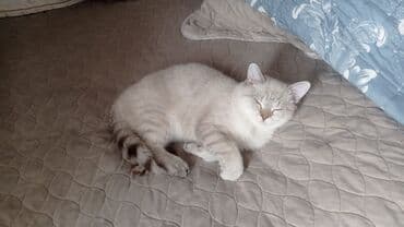 diri qaz: Yaxşı əllərə — 1