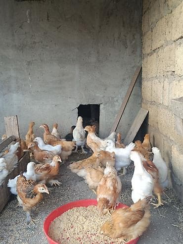 qus satisi: 2 ayliq etlik ve yumurtaliq cins colpalar,saqqali,ayagi tuklu ela — 4