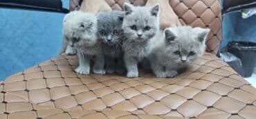 siam pişiyi qiyməti: Şotland, Erkək, Dişi, Yaxşı əllərə, Ödənişli çatdırılma — 4